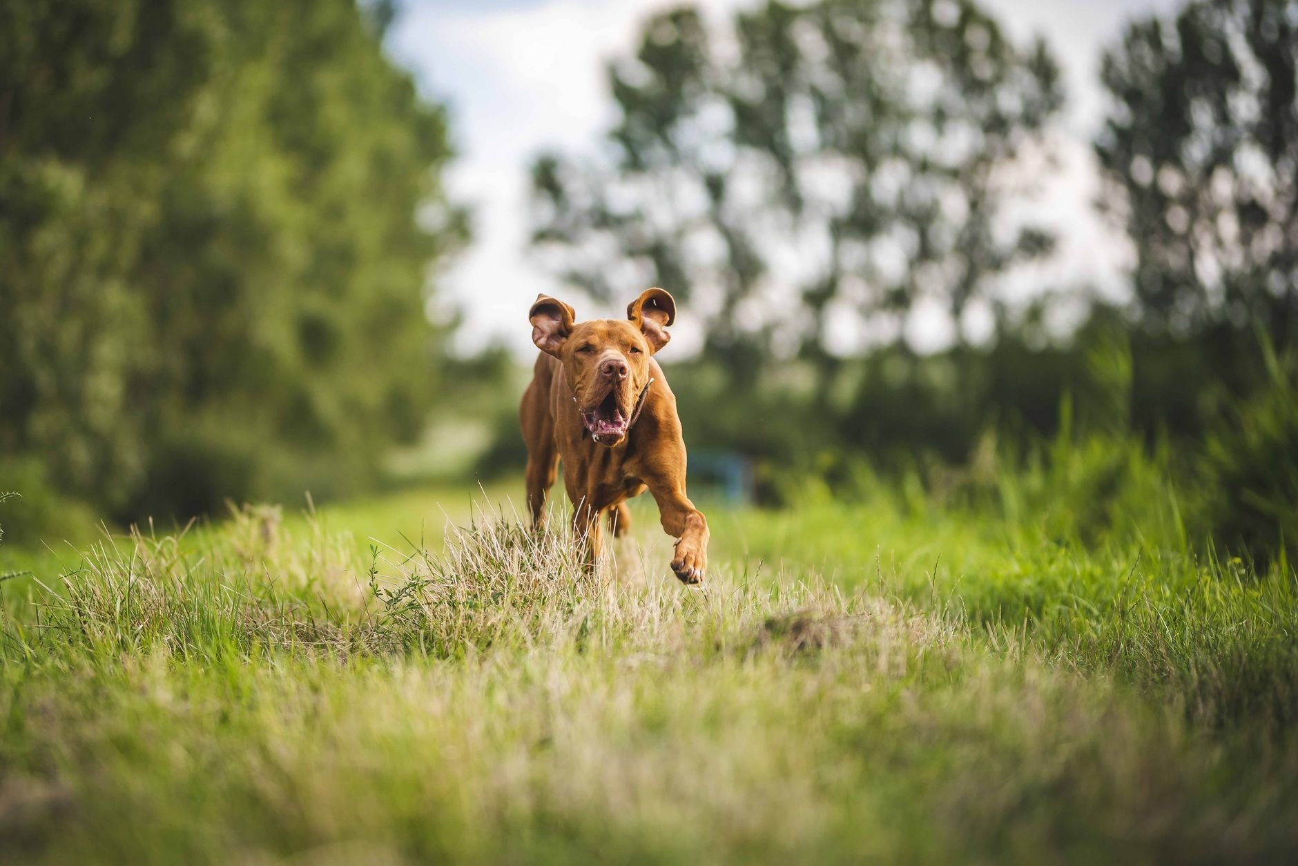 A brown dog running joyfully through a green field