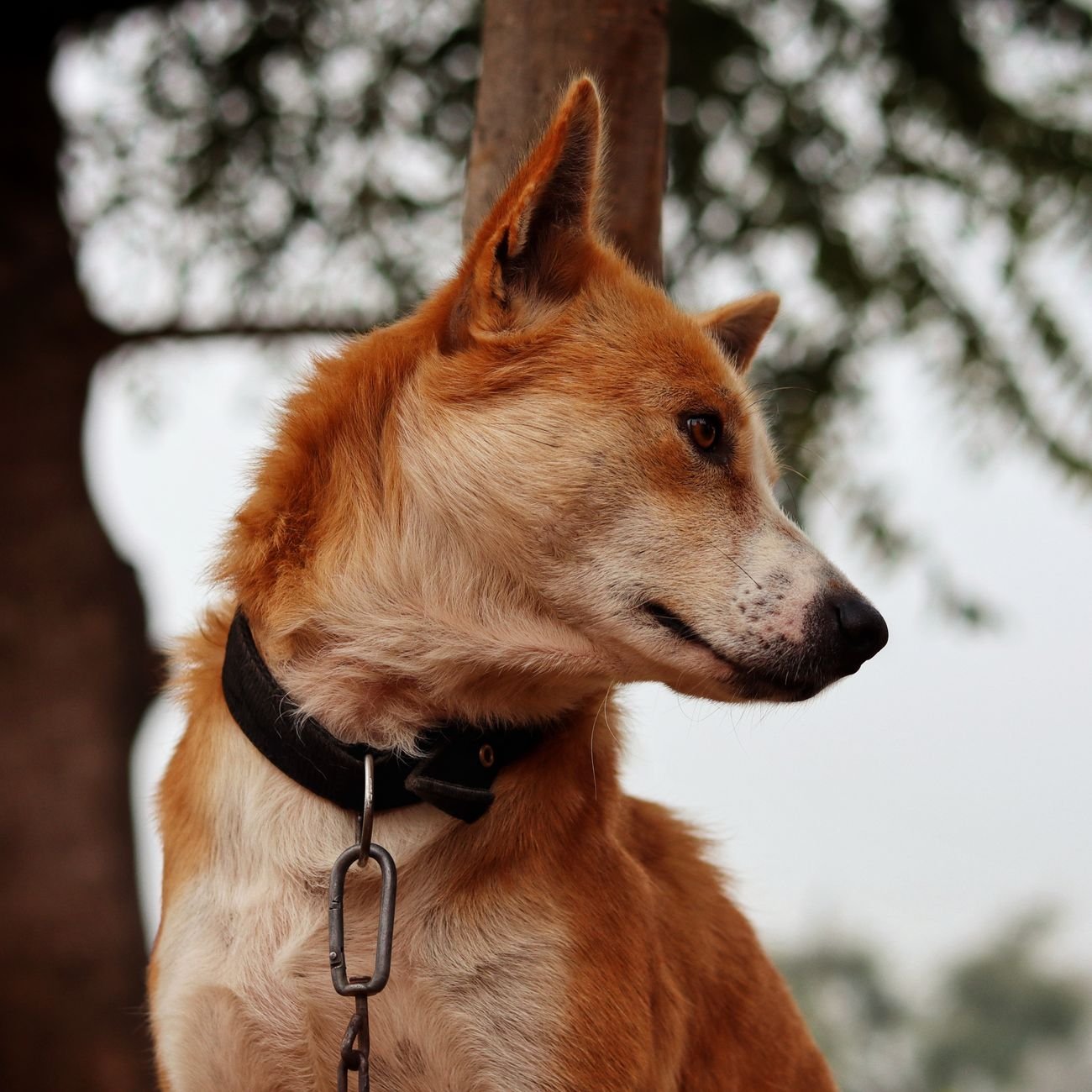 A close-up of a red-coated dog wearing a collar outdoors