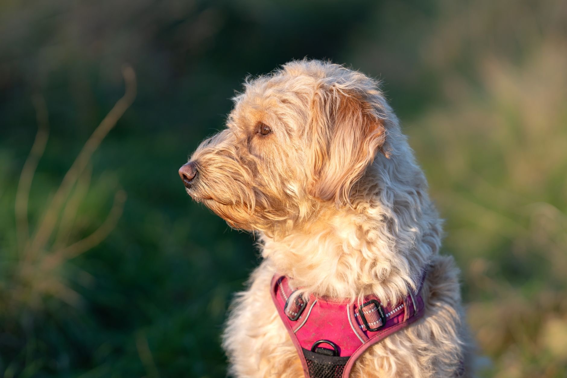 A Goldendoodle sitting outdoors wearing a harness with lush green background