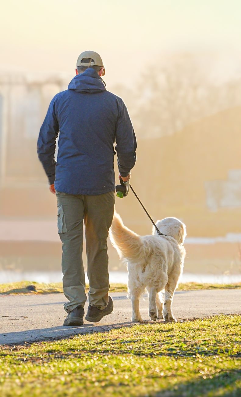 A man walking his golden retriever on a sunlit park path